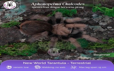 APHONOPELMA CHALCODES / DESERT BLONDE TARANTULA / WESTERN DESERT TARANTULA - SLING